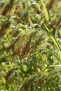 Ripe heirloom millet growing outdoors