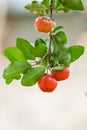 Ripe herries on tree Royalty Free Stock Photo