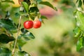 Ripe herries on tree Royalty Free Stock Photo