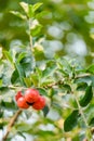 Ripe herries on tree Royalty Free Stock Photo