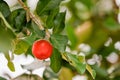 Ripe herries on tree Royalty Free Stock Photo