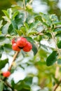 Ripe herries on tree