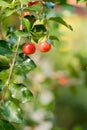 Ripe herries on tree