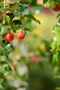 Ripe herries on tree