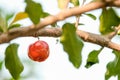 Ripe herries on tree Royalty Free Stock Photo