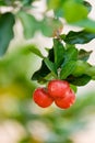 Ripe herries on tree