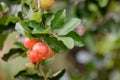 Ripe herries on tree Royalty Free Stock Photo