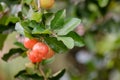 Ripe herries on tree