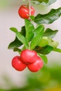 Ripe herries on tree Royalty Free Stock Photo