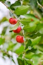 Ripe herries on tree Royalty Free Stock Photo