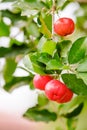 Ripe herries on tree