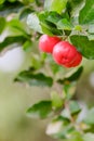 Ripe herries on tree Royalty Free Stock Photo