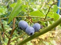 Ripe highbush blueberries on shrub growing in the garden
