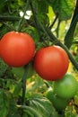 Ripe homemade tomatoes on the stem