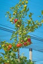 Honey Crisp Apples