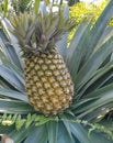 ripe honey pineapple fruit on the tree Royalty Free Stock Photo