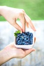 Ripe Honeysuckle Berries in Bowl Royalty Free Stock Photo