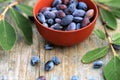 Ripe Honeysuckle berries in bowl on wooden surface Royalty Free Stock Photo