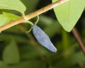 Ripe honeysuckle berry on branch, macro, selective focus, shallow DOF Royalty Free Stock Photo