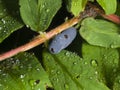 Ripe honeysuckle berry and leaves on branch with raindrops, macro, selective focus, shallow DOF Royalty Free Stock Photo