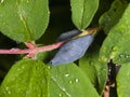 Ripe honeysuckle berry and leaves on branch with raindrops, macro, selective focus, shallow DOF Royalty Free Stock Photo