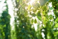 Ripe hop cones in the field Royalty Free Stock Photo