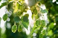 Ripe hop cones in the field Royalty Free Stock Photo