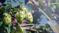 Ripe hop cones in the hop field with sun beam backlit. Beer production material Royalty Free Stock Photo