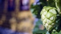 Ripe hop cones in the hop field with sun beam backlit. Beer production material Royalty Free Stock Photo