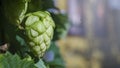 Ripe hop cones in the hop field with sun beam backlit. Beer production material Royalty Free Stock Photo