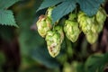 Ripe hop cones and leaves Royalty Free Stock Photo