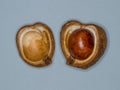 Ripe Horse Chestnut pod bursting open revealing the seed inside