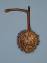 A ripe Horse Chestnut seed pod attached to a small twig