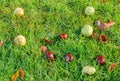 Ripe horse chestnuts among of the grass on a lawn