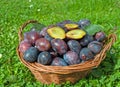 Ripe house plums in a close up Royalty Free Stock Photo