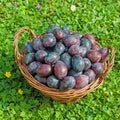 Ripe house plums in a close up Royalty Free Stock Photo