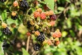 Ripe and immature fruits of wild blackberry