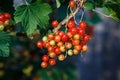 Ripe and immature redcurrant. Red currant berries