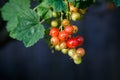 Ripe and immature redcurrant. Red currant berries