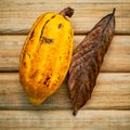 Ripe Indonesia's cocoa . Royalty Free Stock Photo