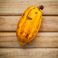 Ripe Indonesia's cocoa . Royalty Free Stock Photo