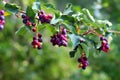 Irgi berries on a branch in the garden Royalty Free Stock Photo