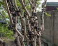 Ripe jabuticaba fruit Royalty Free Stock Photo