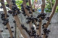 Ripe jabuticaba fruit Royalty Free Stock Photo