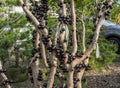 Ripe jabuticaba fruit Royalty Free Stock Photo