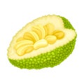 Ripe Jackfruit with Green Pimpled Shell and Fibrous Core Vector Illustration