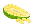 Ripe Jackfruit with Green Pimpled Shell and Fibrous Core Vector Illustration