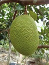 almost ripe jackfruit