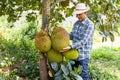 Ripe jackfruit hanging on the jackfruit tree and gardeners