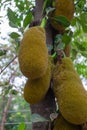 Ripe jackfruit hanging from a tree branch. artocarpus heterophyllus Royalty Free Stock Photo